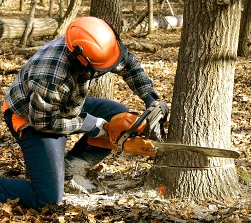 Tree Removal in Sims, AR